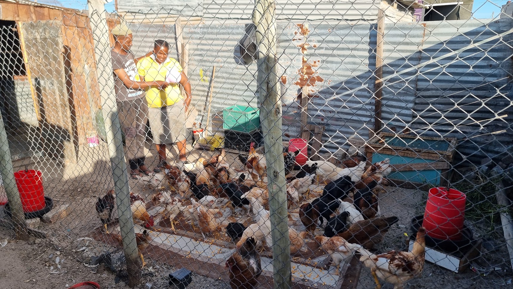 Chicken farm with farmers